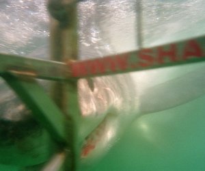 marine dynamics shark cage diving
